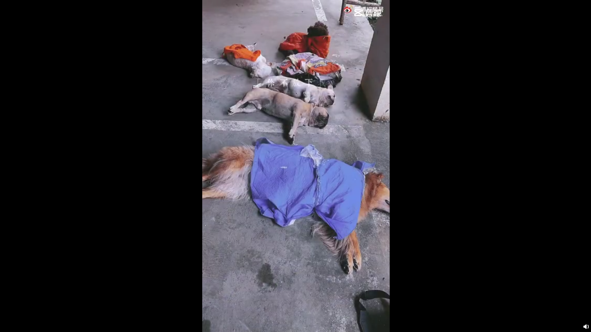 贵州一小区8只狗疑遭投毒死亡，已报警